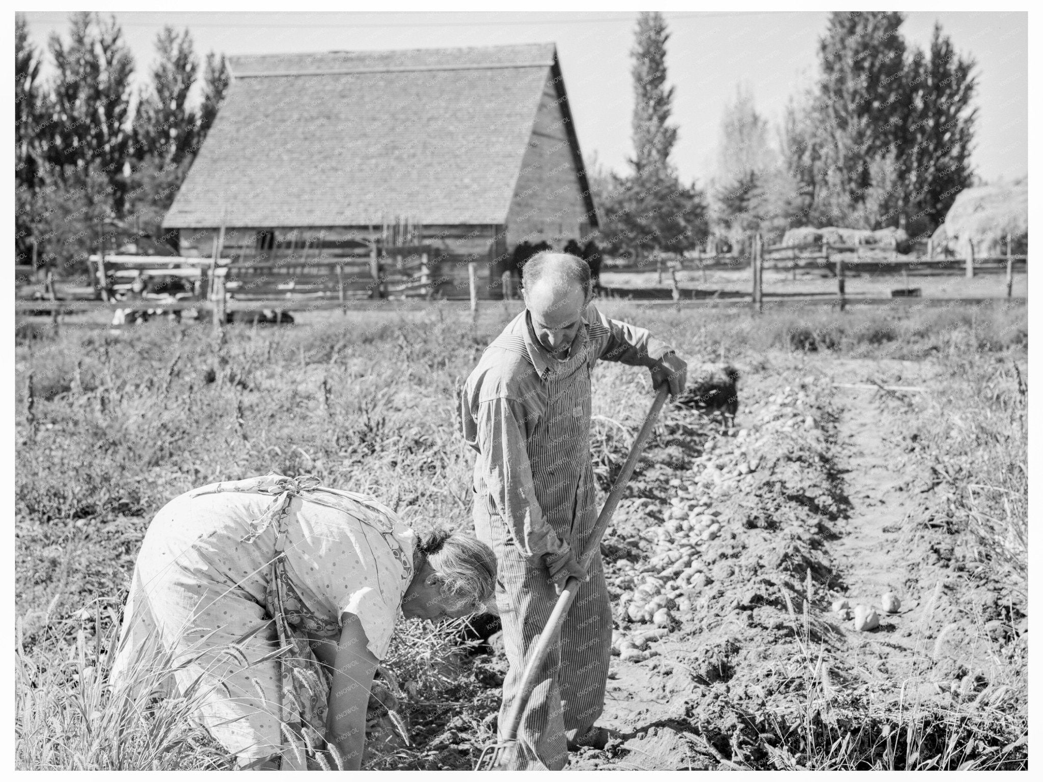 Couple Digging Sweet Potatoes in Oregon 1939 - Available at KNOWOL