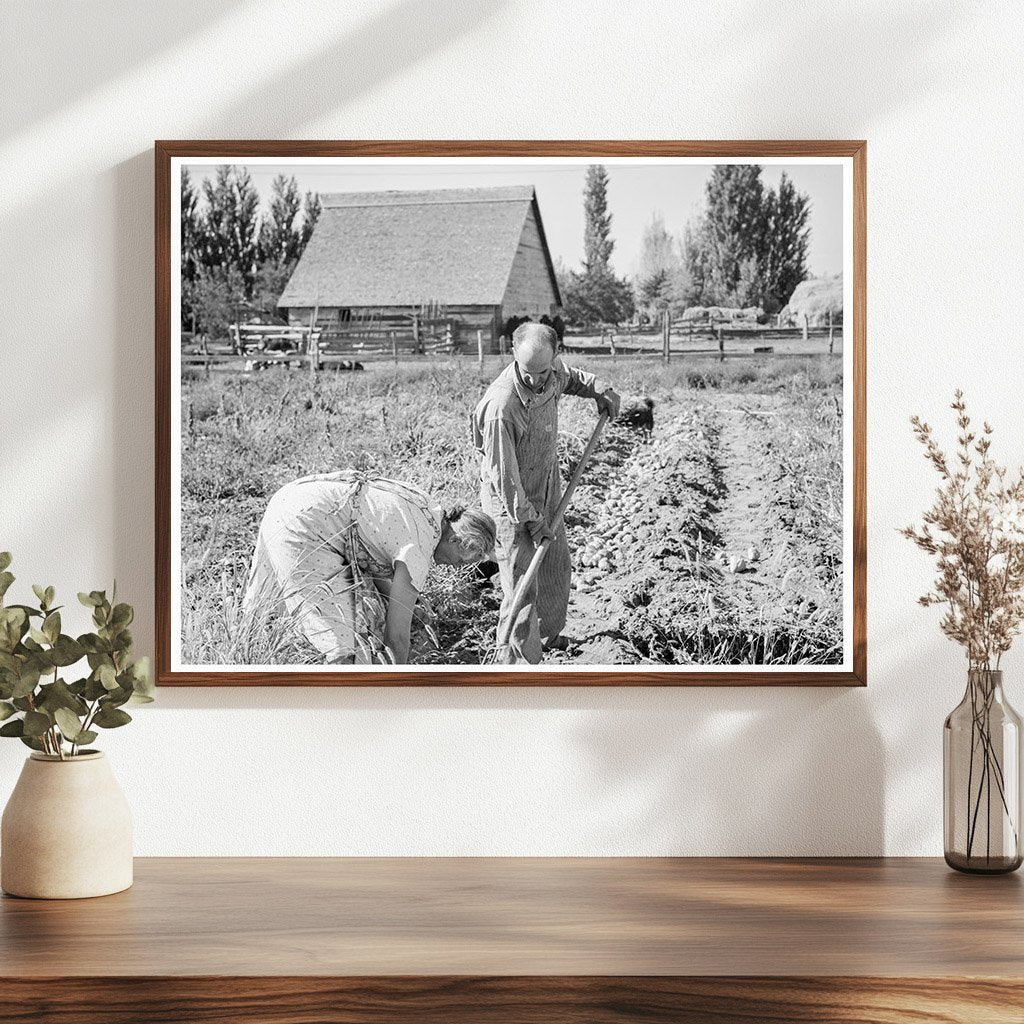 Couple Digging Sweet Potatoes in Oregon 1939 - Available at KNOWOL