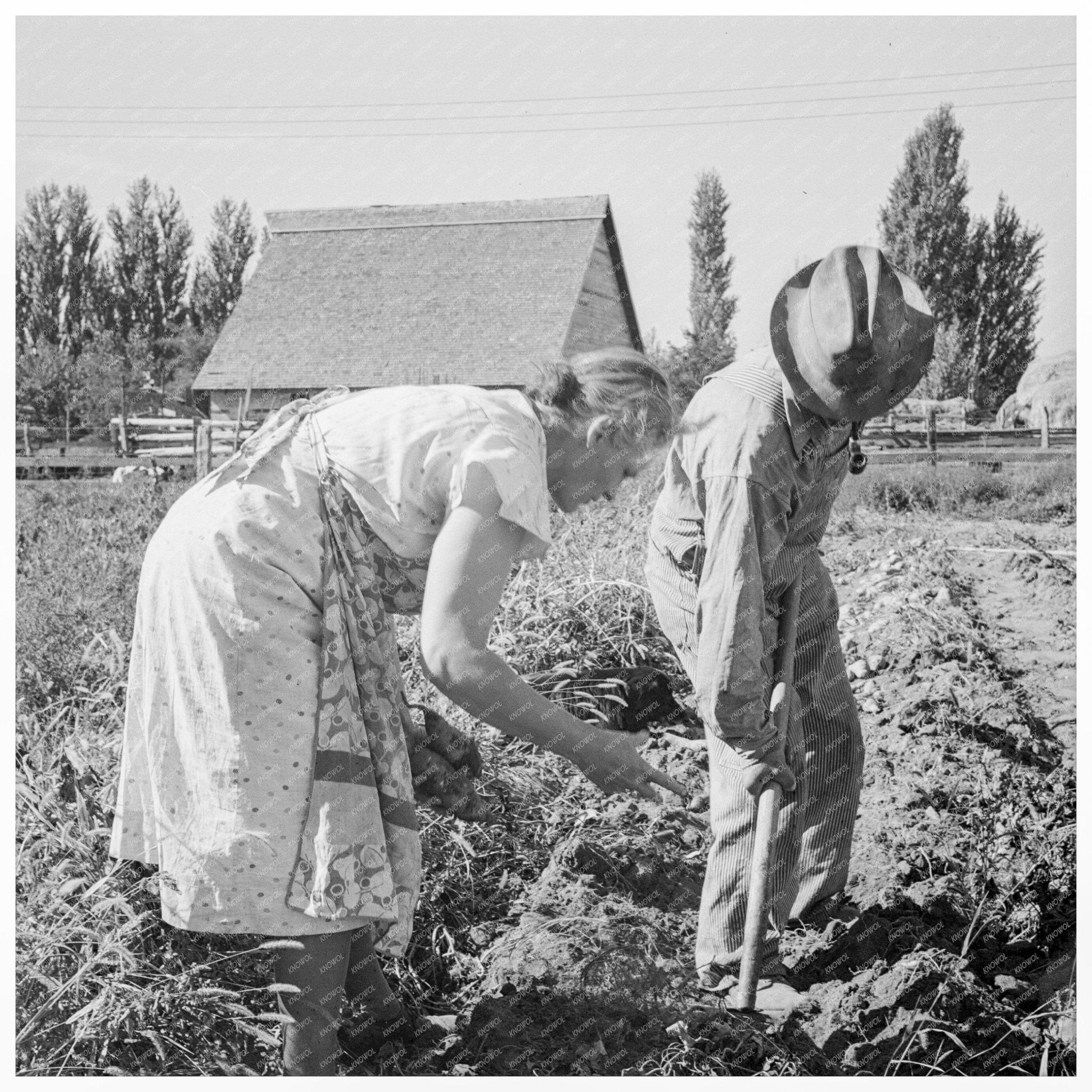 Couple Digging Sweet Potatoes in Oregon October 1939 - Available at KNOWOL