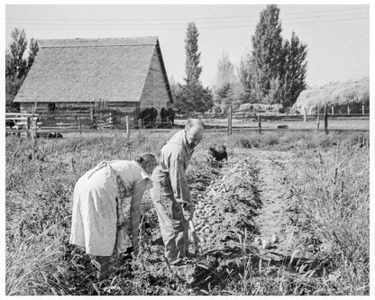 Couple Digging Sweet Potatoes Oregon 1939 - Available at KNOWOL