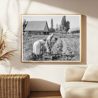 Couple Digging Sweet Potatoes Oregon 1939 - Available at KNOWOL