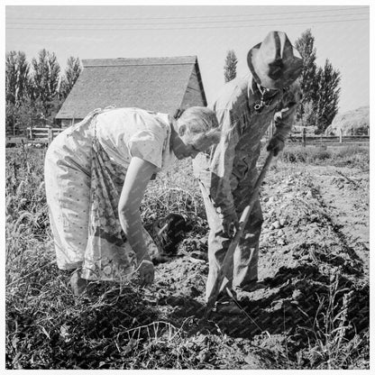 Couple Harvesting Sweet Potatoes in Irrigon Oregon 1939 - Available at KNOWOL