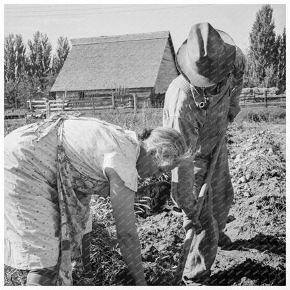 Couple Harvesting Sweet Potatoes in Oregon 1939 - Available at KNOWOL