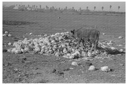 Cow Eating Cabbage for Feed in Texas January 1939 - Available at KNOWOL