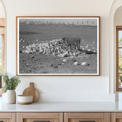 Cow Eating Cabbage for Feed in Texas January 1939 - Available at KNOWOL