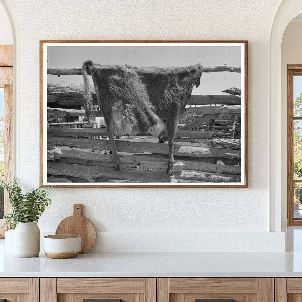 Cow Hide Drying on Fence in Pie Town New Mexico 1940 - Available at KNOWOL