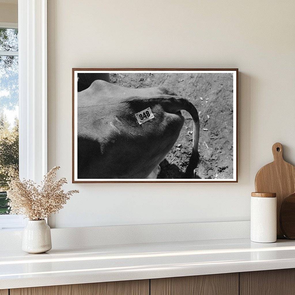 Cow Identification Tag San Angelo Texas 1939 - Available at KNOWOL