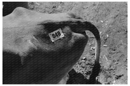 Cow Identification Tag San Angelo Texas 1939 - Available at KNOWOL