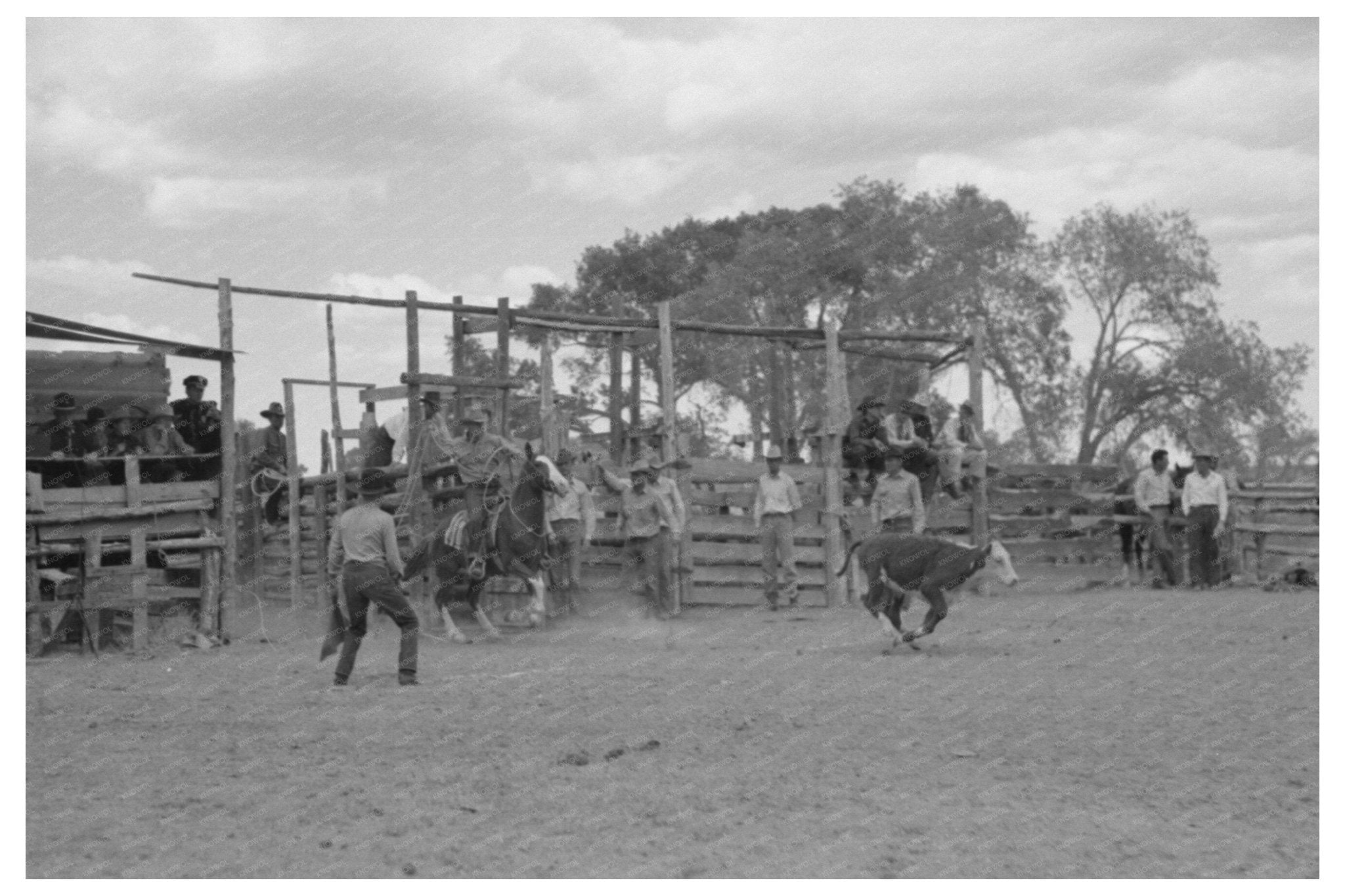 Cowboy at Calf - Roping Contest Quemado New Mexico 1940 - Available at KNOWOL