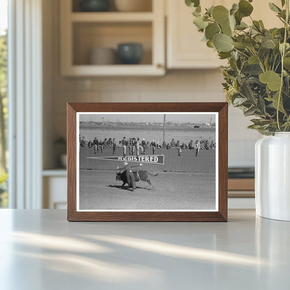 Cowboy Bucked Off Horse at San Angelo Rodeo 1940 - Available at KNOWOL