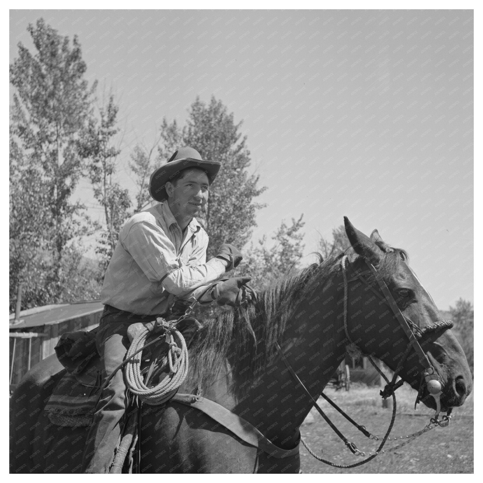 Cowboy Caring for Cattle in Ola Idaho 1942 - Available at KNOWOL