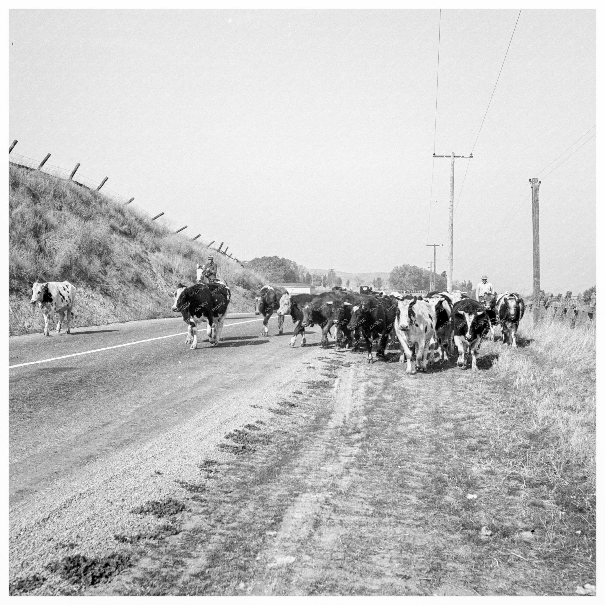 Cowboy Cattle Drive Contra Costa County California 1938 - Available at KNOWOL