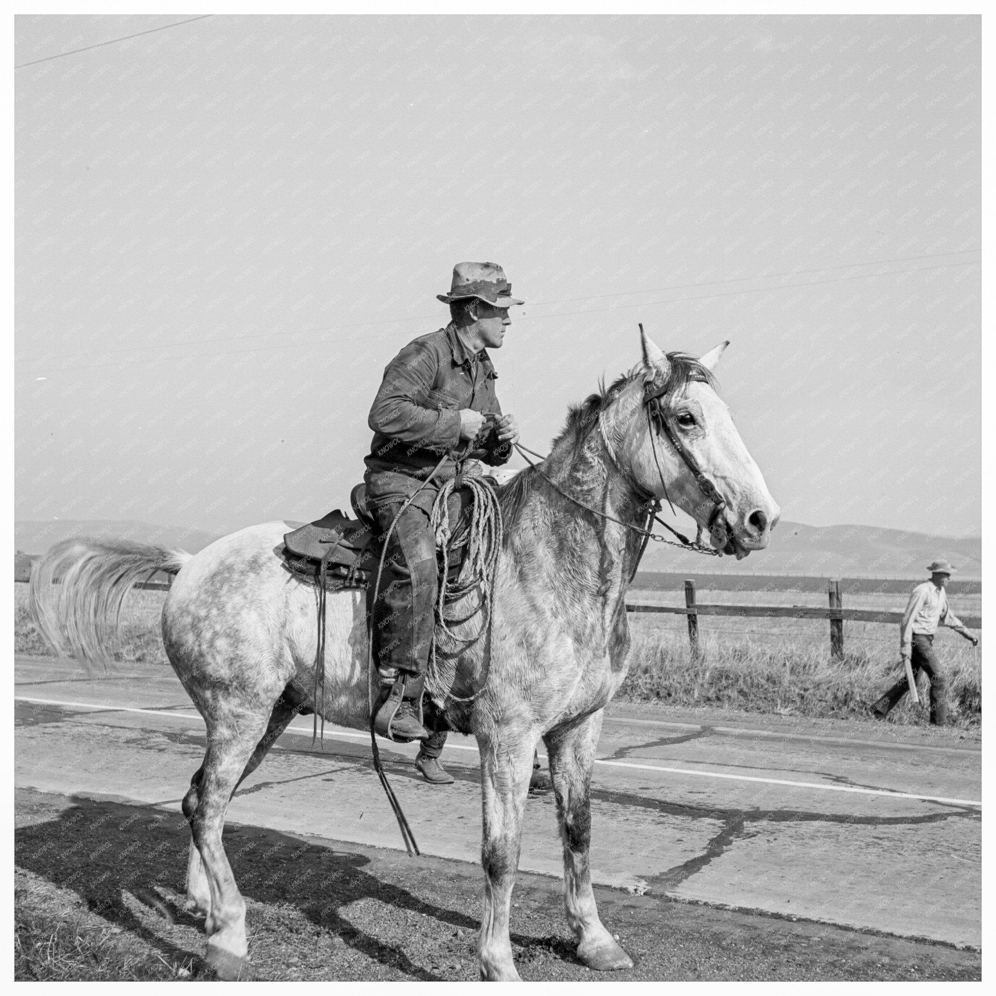 Cowboy Herding Cattle Contra Costa County 1938 - Available at KNOWOL