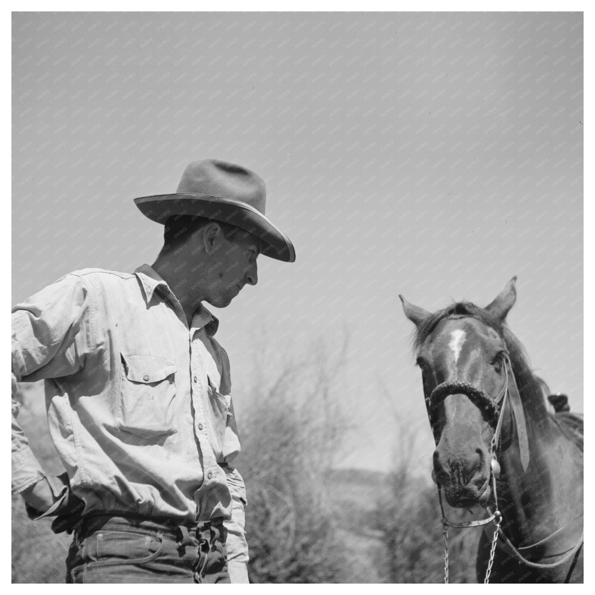 Cowboy Tending Beef Cattle in Ola Idaho 1942 - Available at KNOWOL