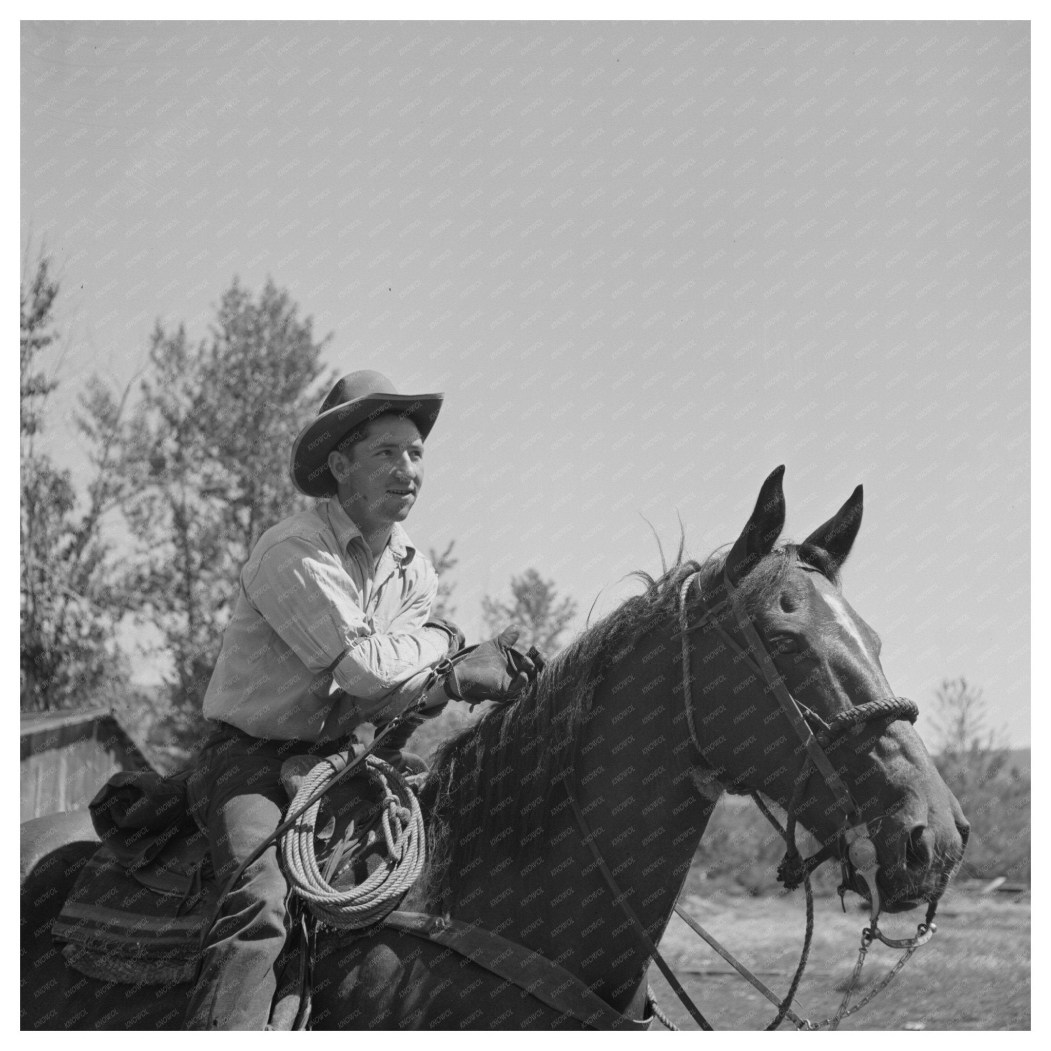 Cowboy Tending Beef Cattle in Ola Idaho July 1942 - Available at KNOWOL