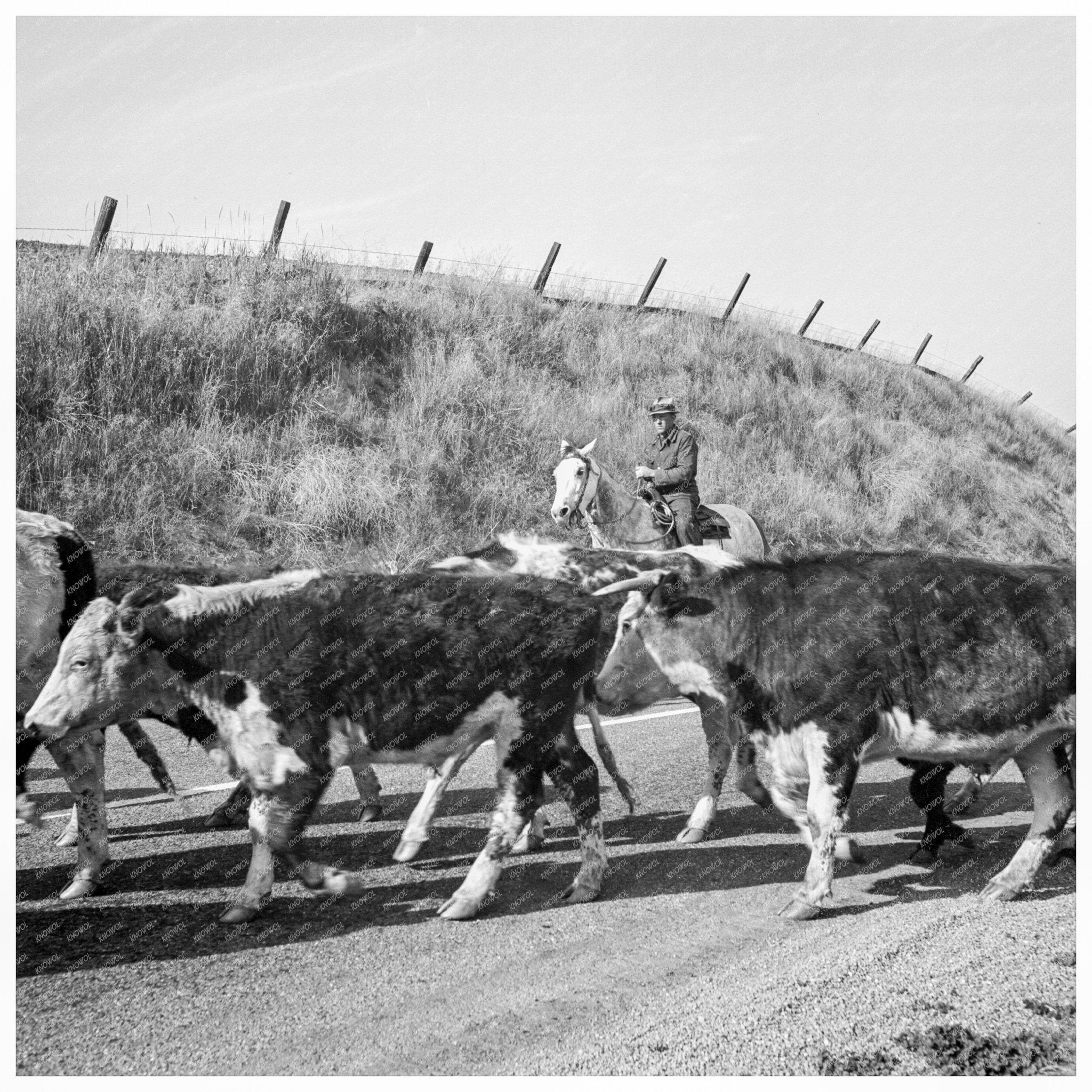 Cowboys Bringing Cattle in Contra Costa County 1938 - Available at KNOWOL