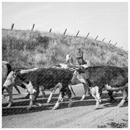 Cowboys Bringing Cattle in Contra Costa County 1938 - Available at KNOWOL