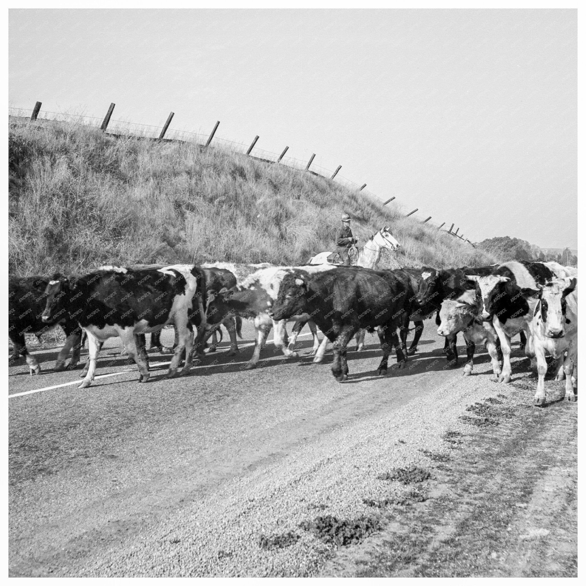 Cowboys Herding Cattle California November 1938 - Available at KNOWOL