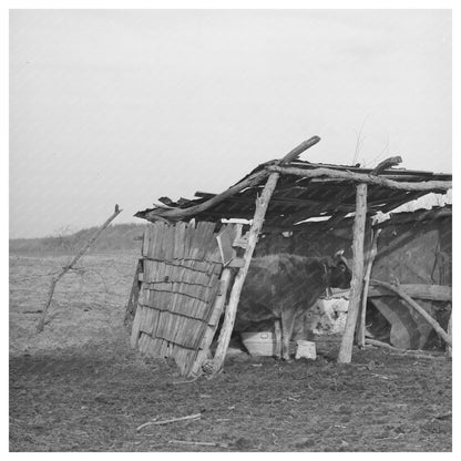 Cowshed on McIntosh County Farm Oklahoma March 1940 - Available at KNOWOL