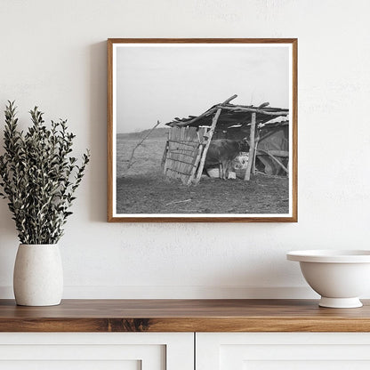 Cowshed on McIntosh County Farm Oklahoma March 1940 - Available at KNOWOL