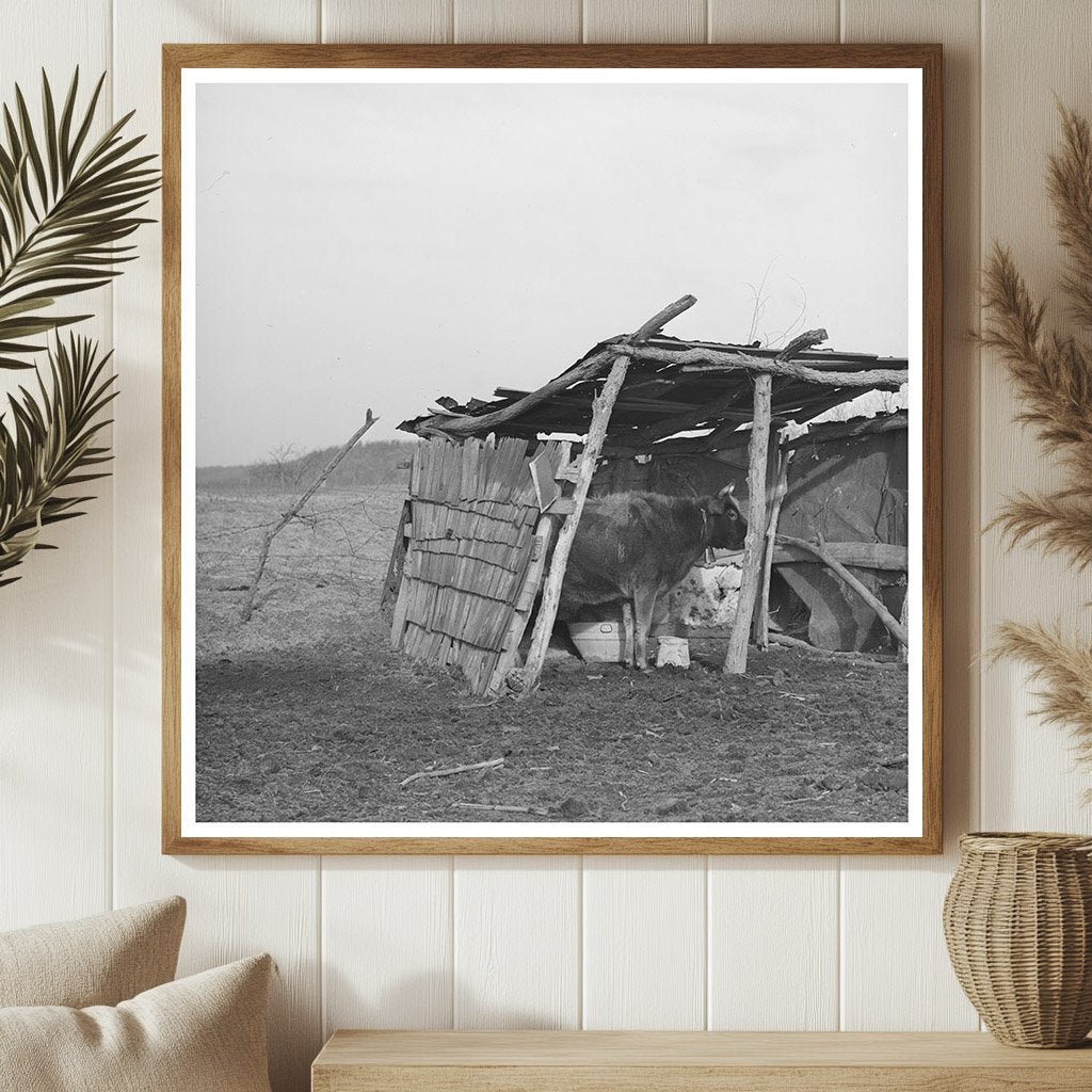 Cowshed on McIntosh County Farm Oklahoma March 1940 - Available at KNOWOL