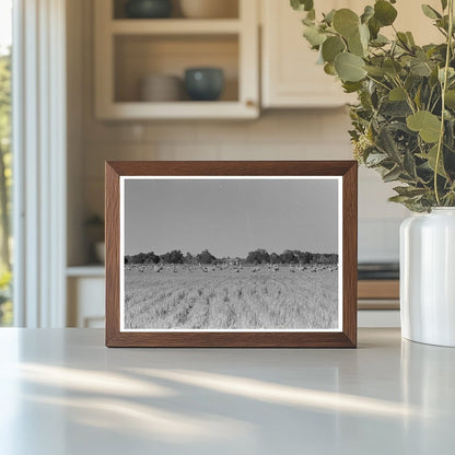 Cranes in Rice Field Crowley Louisiana 1938 - Available at KNOWOL