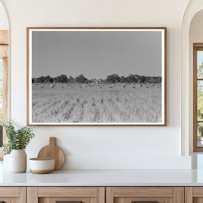 Cranes in Rice Field Crowley Louisiana 1938 - Available at KNOWOL