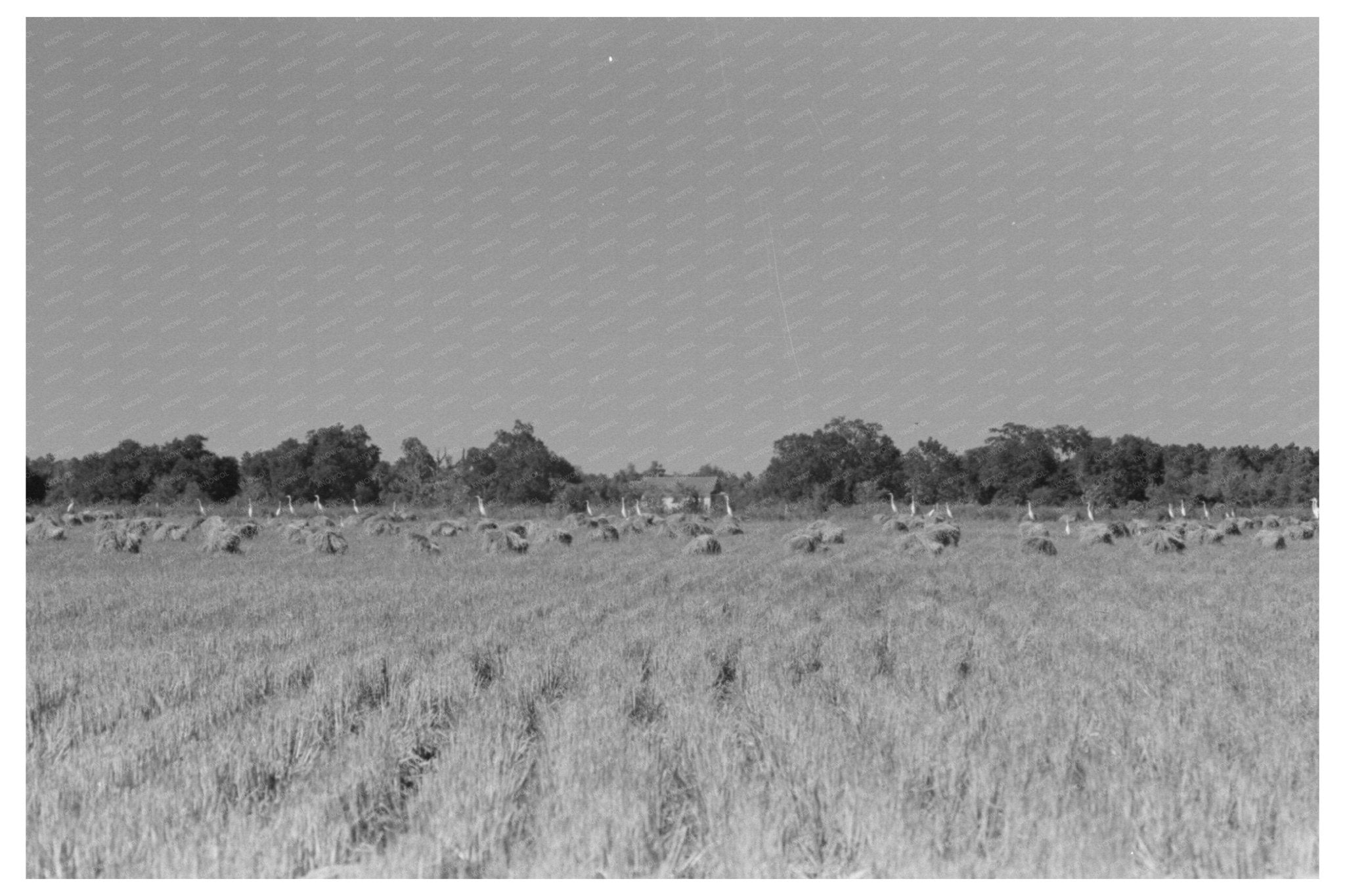 Cranes in Rice Field Crowley Louisiana 1938 - Available at KNOWOL