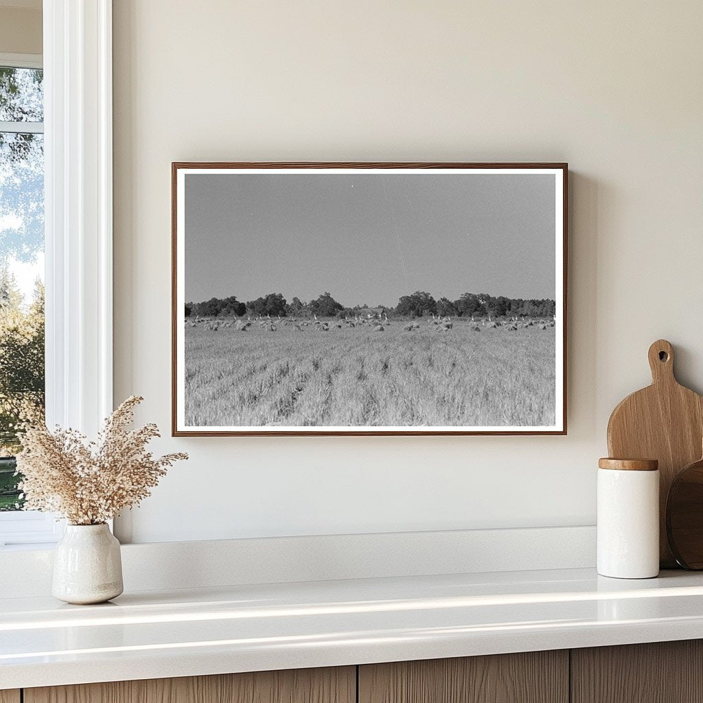 Cranes in Rice Field Crowley Louisiana 1938 - Available at KNOWOL