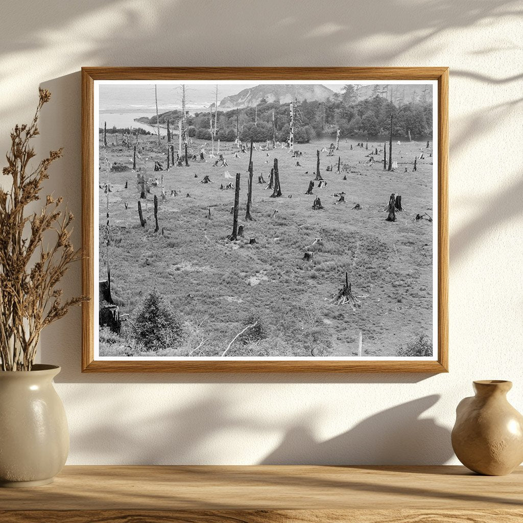 Cut - over Land at Stump Ranch Orick California 1939 - Available at KNOWOL