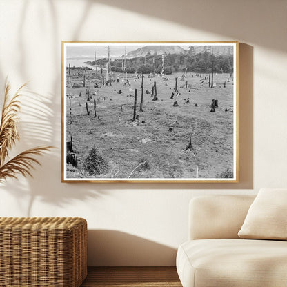 Cut - over Land at Stump Ranch Orick California 1939 - Available at KNOWOL