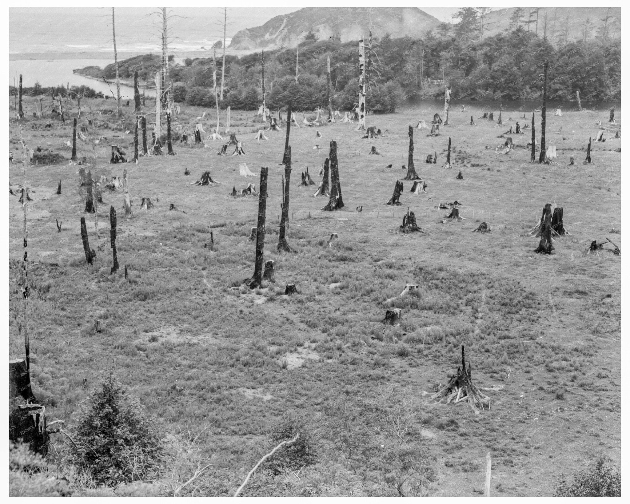 Cut - over Land at Stump Ranch Orick California 1939 - Available at KNOWOL