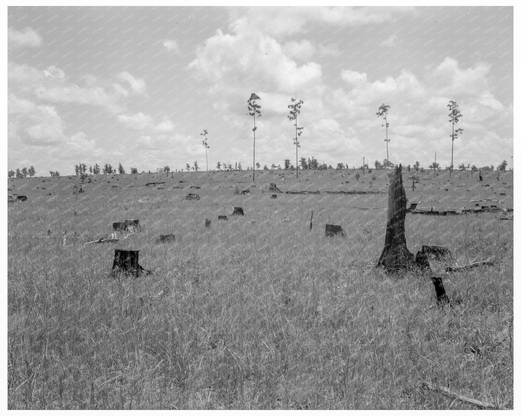 Cut - Over Landscape in Greene County Georgia 1937 - Available at KNOWOL