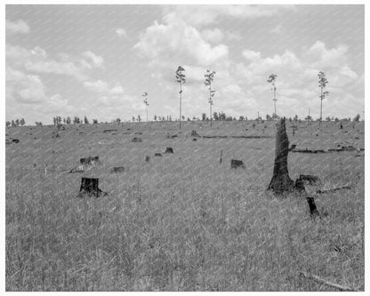 Cut - Over Landscape in Greene County Georgia 1937 - Available at KNOWOL