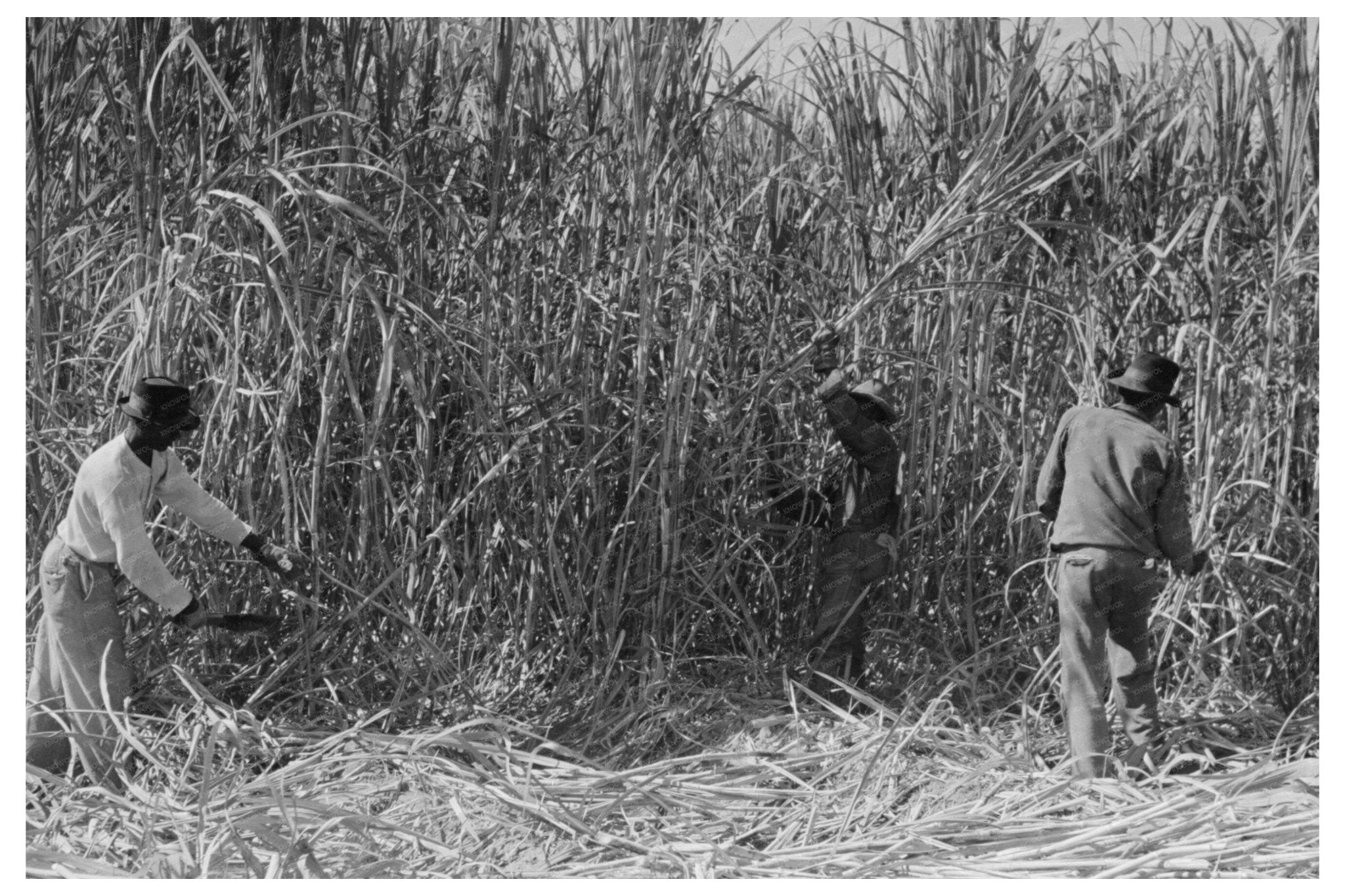 Cutting Sugarcane in New Iberia Louisiana 1938 - Available at KNOWOL