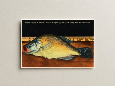 Sardis Lake, MS: Crappie caught in Sardis Lake -- Weight 3 1/2 lbs. -- 18" long, near Oxford