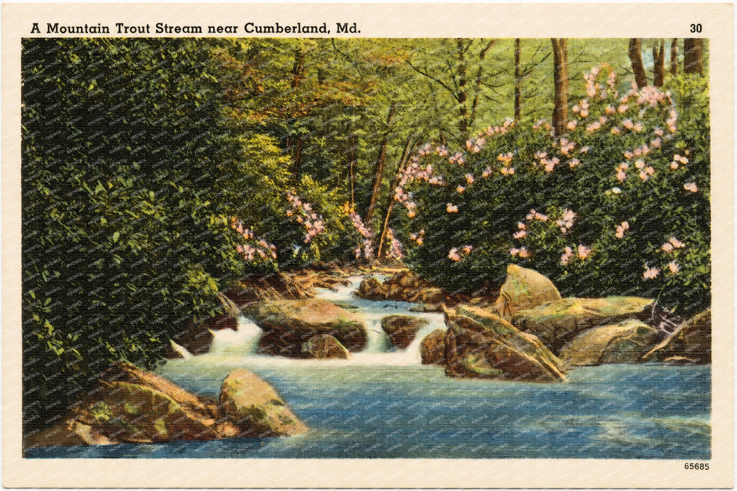 A mountain trout stream near Cumberland, MD — Vintage Maryland Postcard
