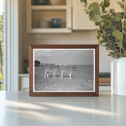 Dairy Barns in Lake Dick Arkansas 1938 Vintage Photograph - Available at KNOWOL