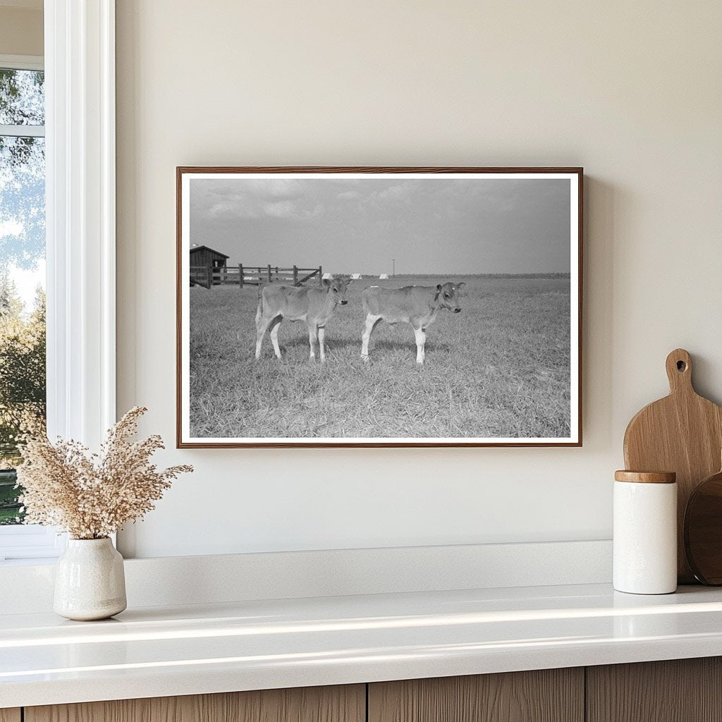 Dairy Barns in Lake Dick Arkansas 1938 Vintage Photograph - Available at KNOWOL