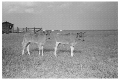 Dairy Barns in Lake Dick Arkansas 1938 Vintage Photograph - Available at KNOWOL