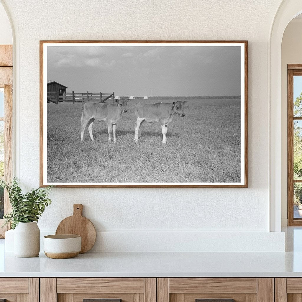 Dairy Barns in Lake Dick Arkansas 1938 Vintage Photograph - Available at KNOWOL