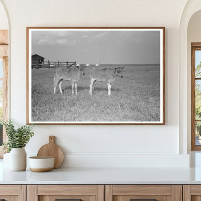 Dairy Barns in Lake Dick Arkansas 1938 Vintage Photograph - Available at KNOWOL