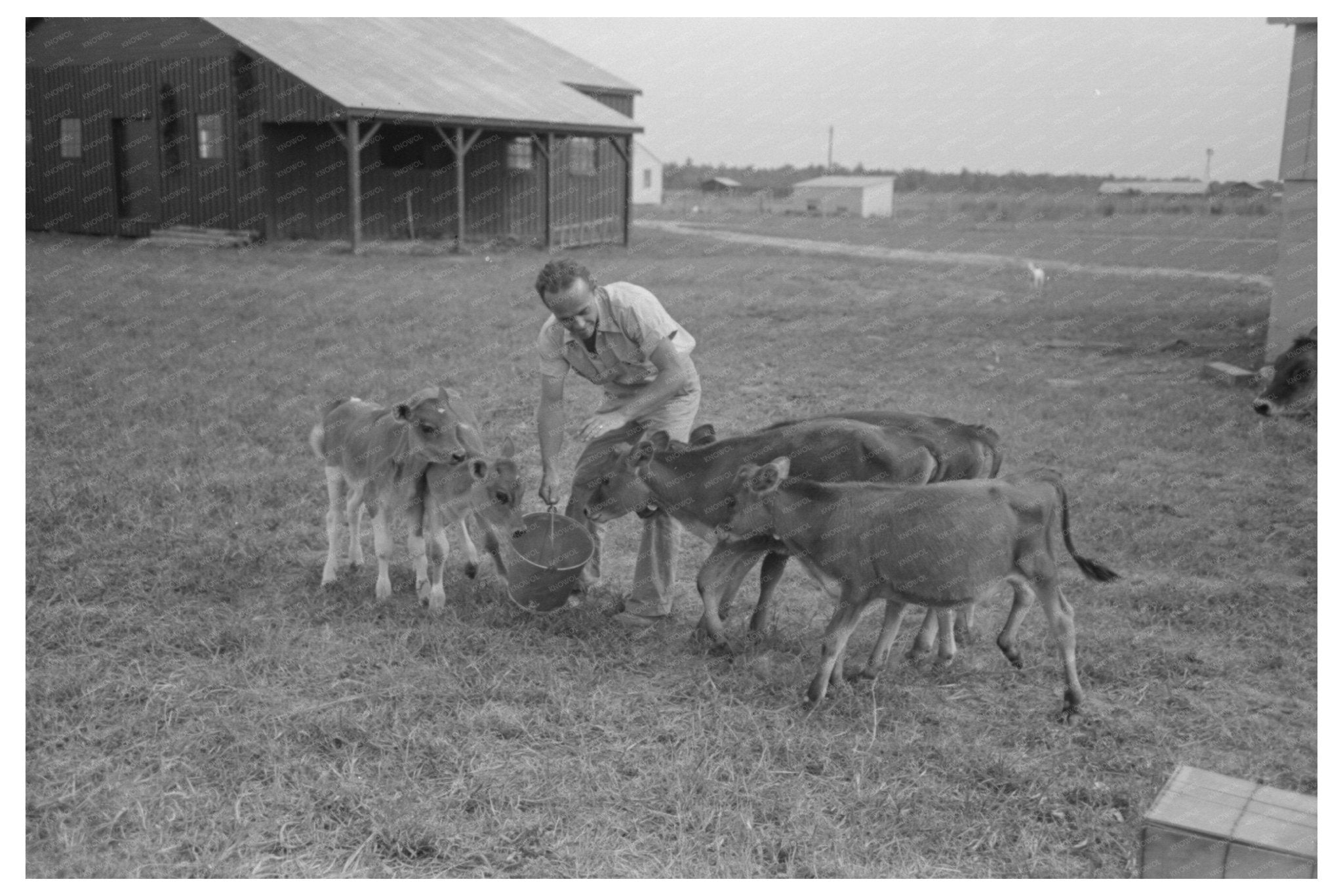 Dairy Barns Lake Dick Project Arkansas October 1938 - Available at KNOWOL