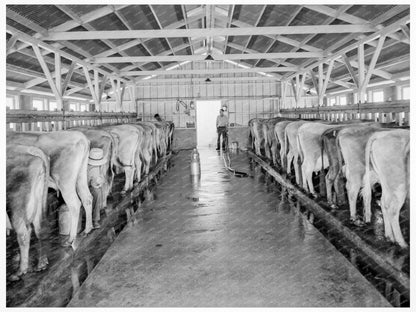 Dairy Farm in Tulare County May 1939 Historical Image - Available at KNOWOL