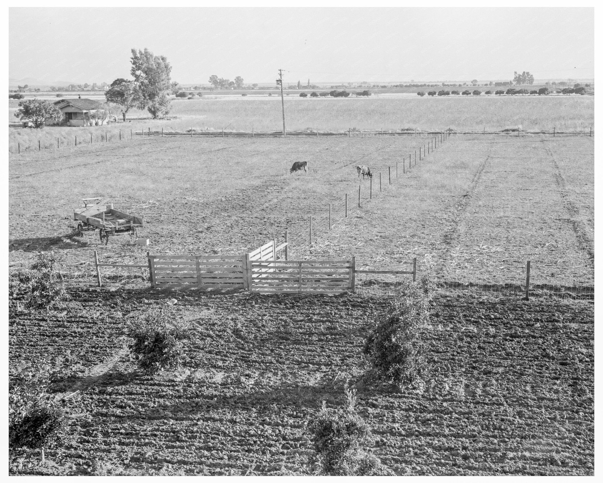 Dairy Farm Transformation in Tulare County 1938 - Available at KNOWOL