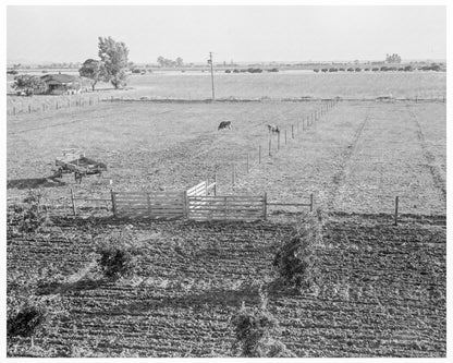 Dairy Farm Transformation in Tulare County 1938 - Available at KNOWOL