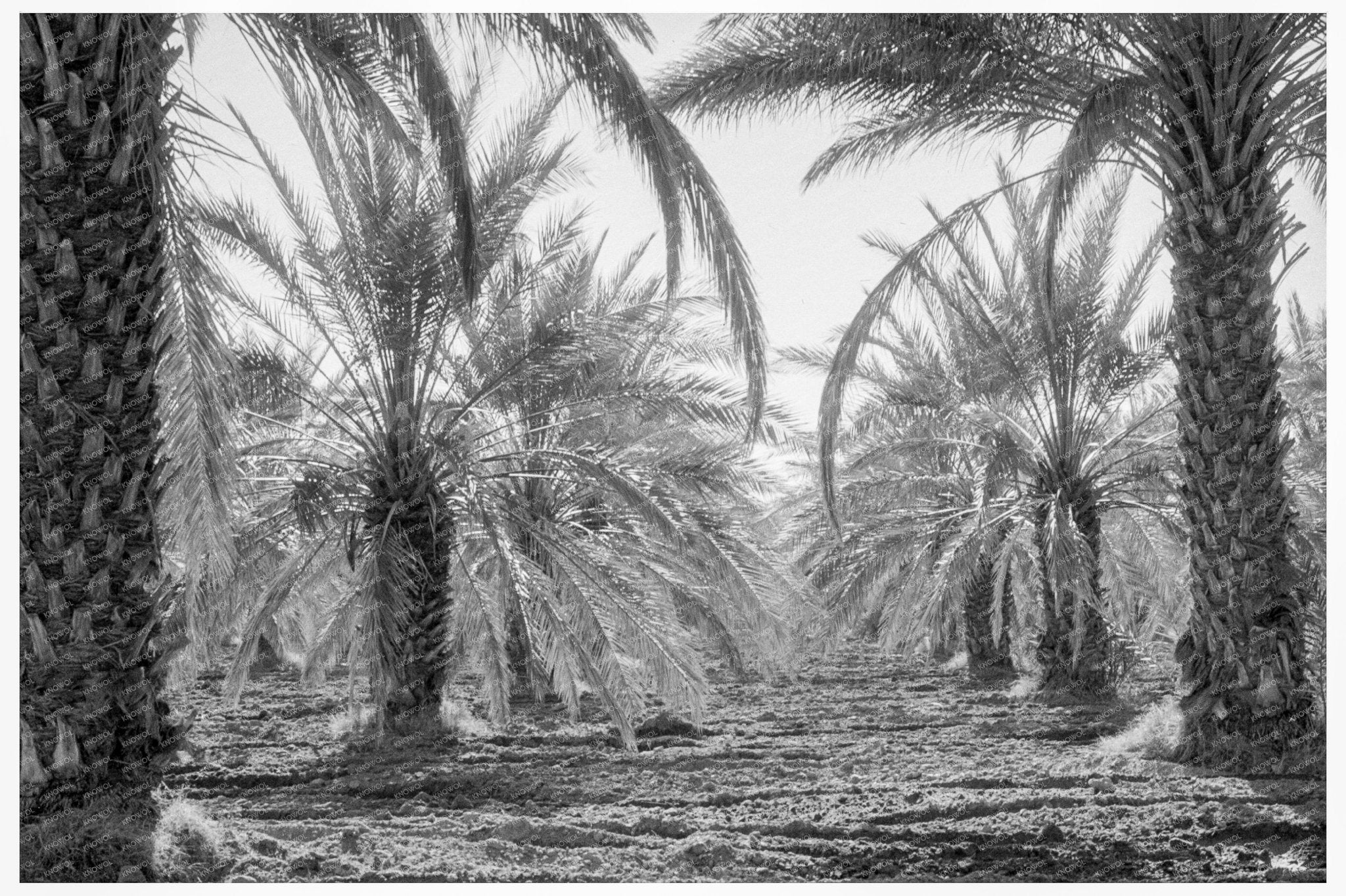 Date Palms in Coachella Valley California February 1937 - Available at KNOWOL