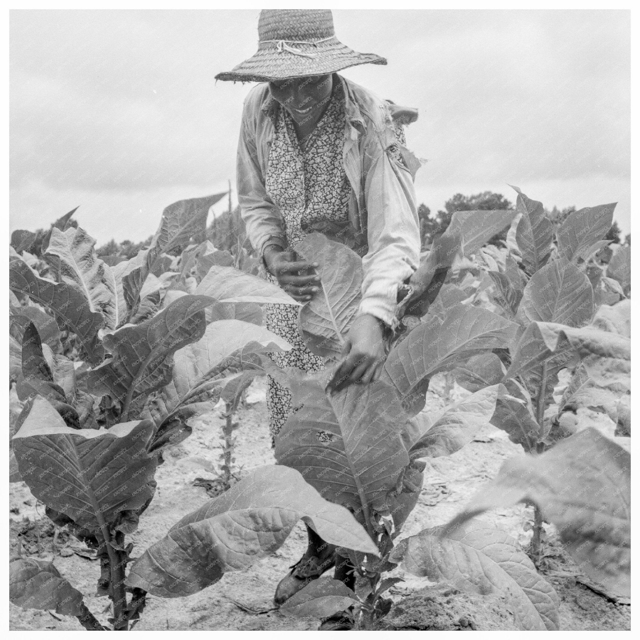 Daughter of Sharecropper in Tobacco Field July 1939 - Available at KNOWOL