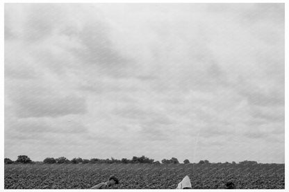 Day Laborers Hoeing Cotton Navarro County Texas 1937 - Available at KNOWOL