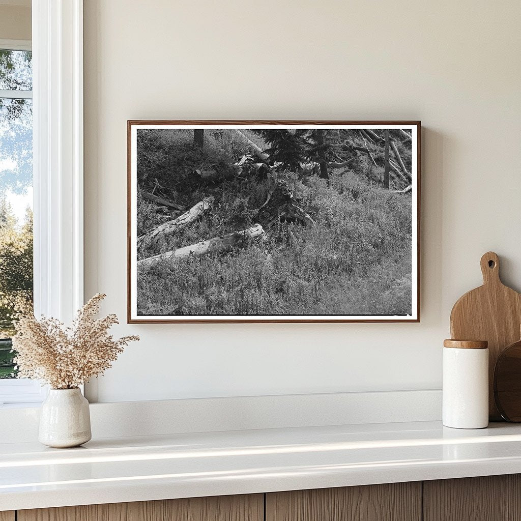 Decaying Logs from Early Mining in Ouray County Colorado 1940 - Available at KNOWOL